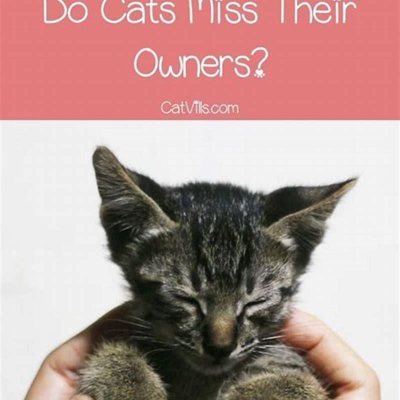 Do cats miss their owners when given away?
