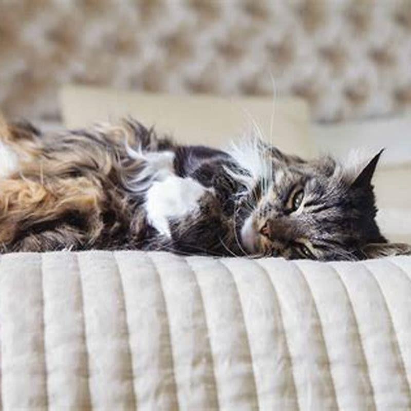 Do cats pee in the middle of the night?
