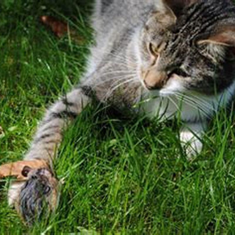 Do cats play with their kill?