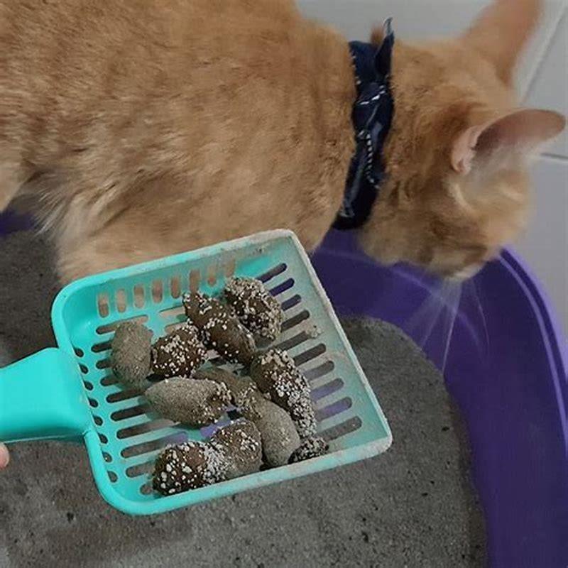 Do Cats Poop In Bark Mulch DIY Seattle