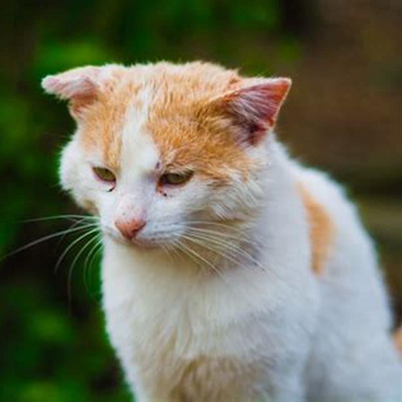 Do cats run away with other cats?