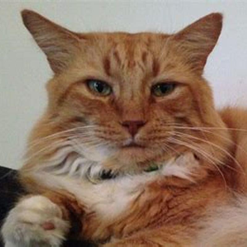 Do Cats Think Their Owners Are Big Cats DIY Seattle Do Cats Think Their Owners Are Big Cats DIY Seattle