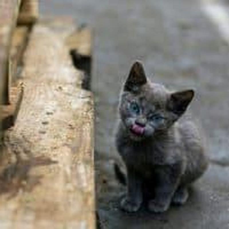 Do cats Think you abandon them?