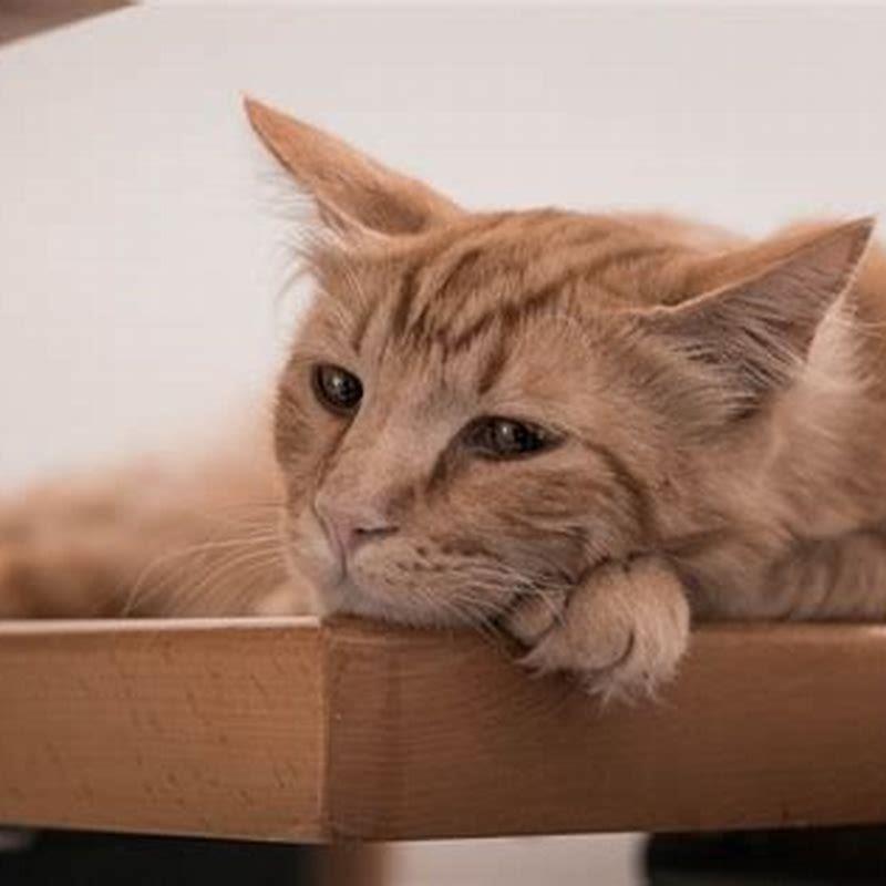 Do cats treat humans like cats?