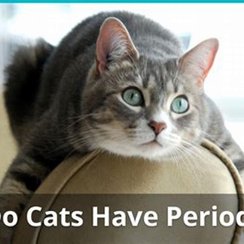 Do female cats have periods and bleed?
