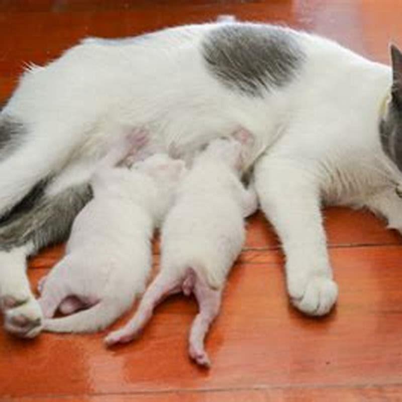 Do male cats also have nipples?