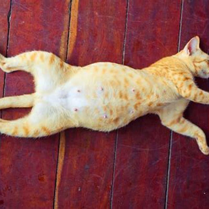 Do male cats have nipples on their belly?