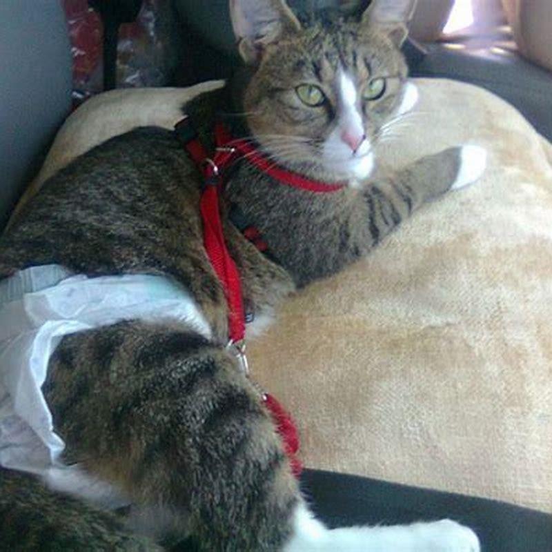 Do male cats spray if they are the only cat?