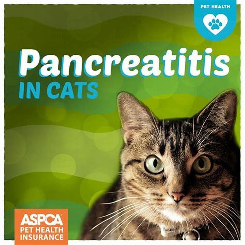Do most cats recover from pancreatitis?