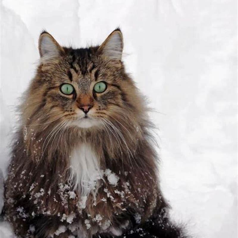 Do Norwegian Forest Cats get along with cats? - DIY Seattle