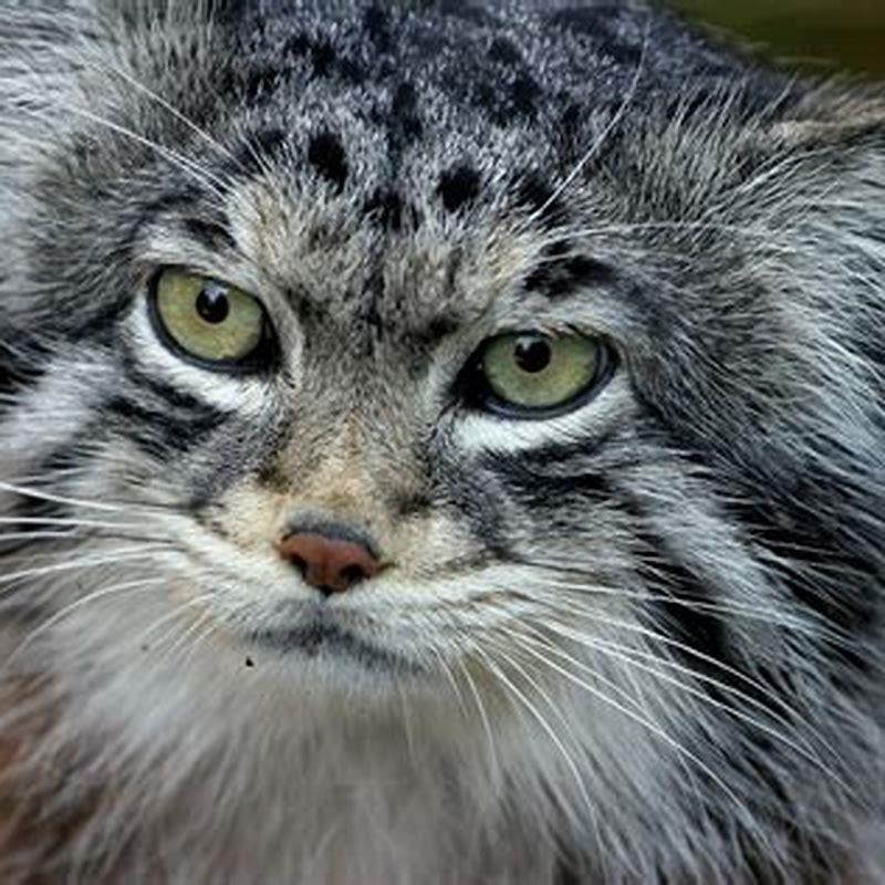 Do Pallas cats live in the Himalayas?