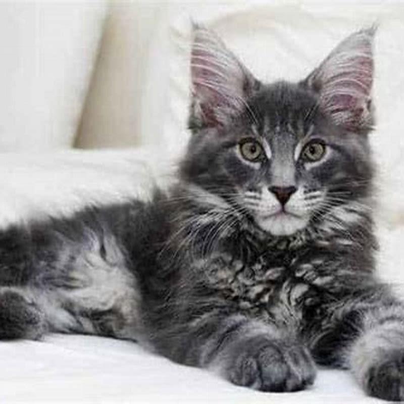 Do Persian cats have ear tufts?