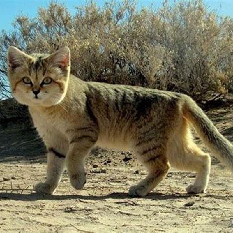 Do sand cats have predators?