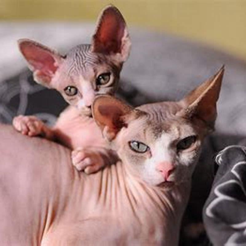 do-sphynx-cats-have-short-lifespan-diy-seattle