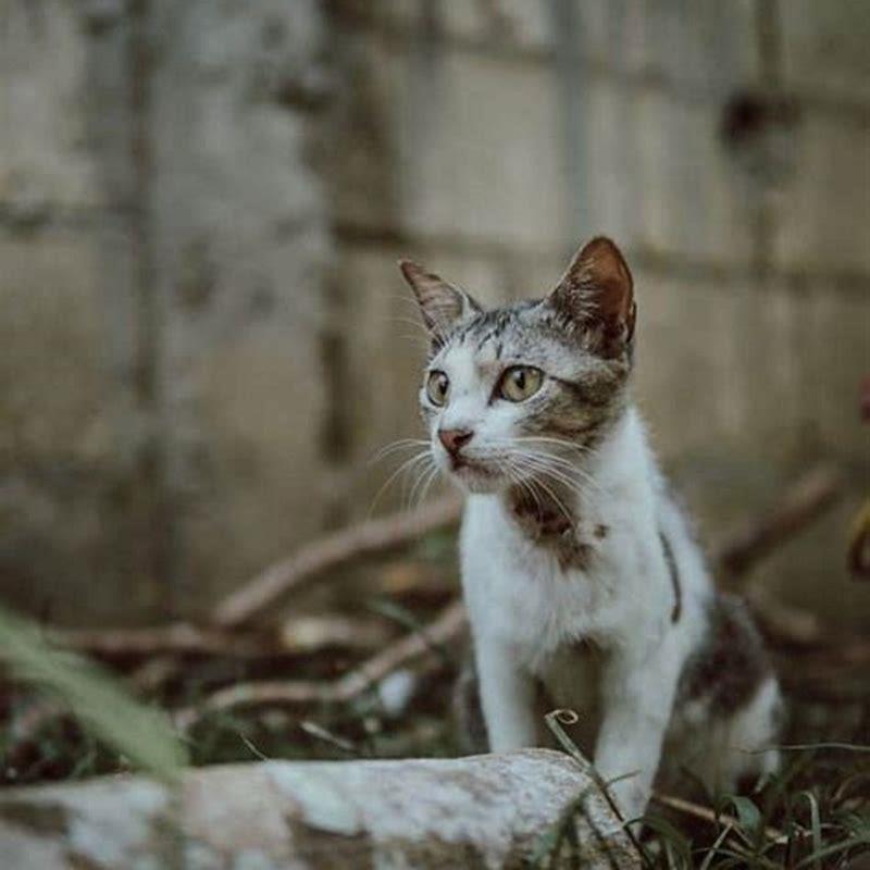 Do stray cats leave on their own? DIY Seattle