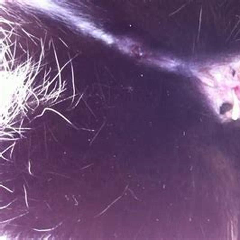 Do tapeworms fall out of cats?