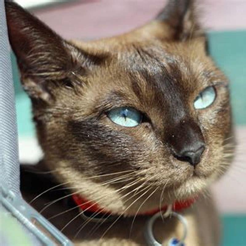 Do Tonkinese cats like to cuddle?