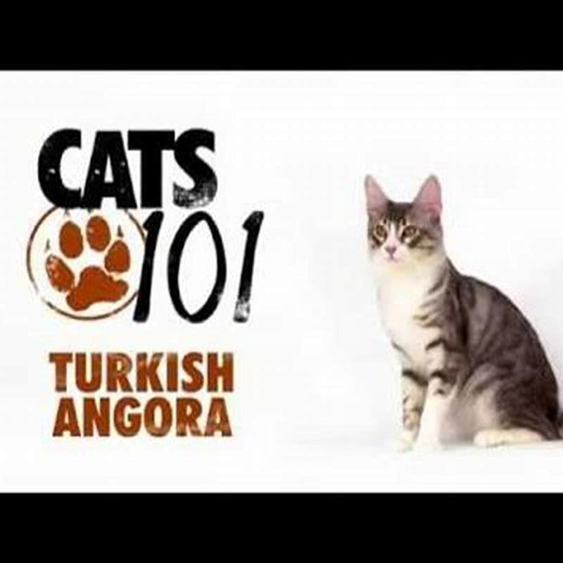 Do Turkish Angora cats like to be held?