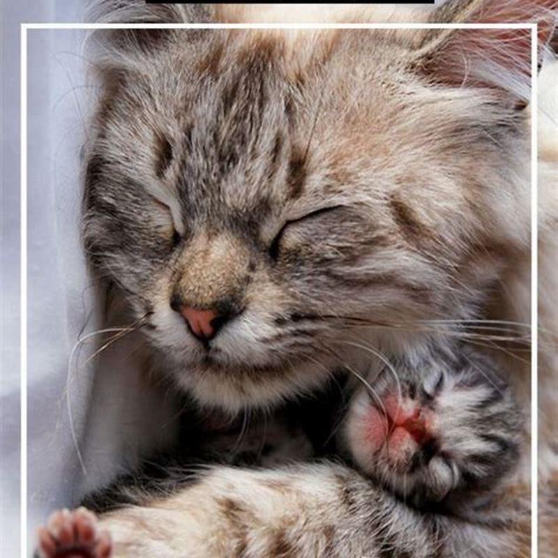 Do wild cats eat other cats?