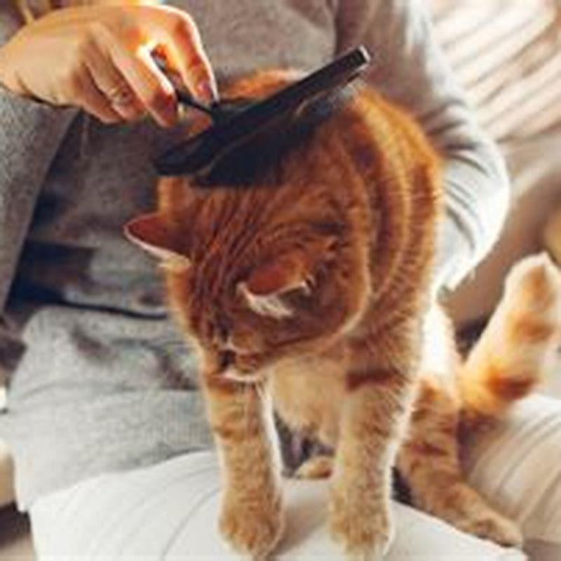 Do you need to insure an indoor cat?