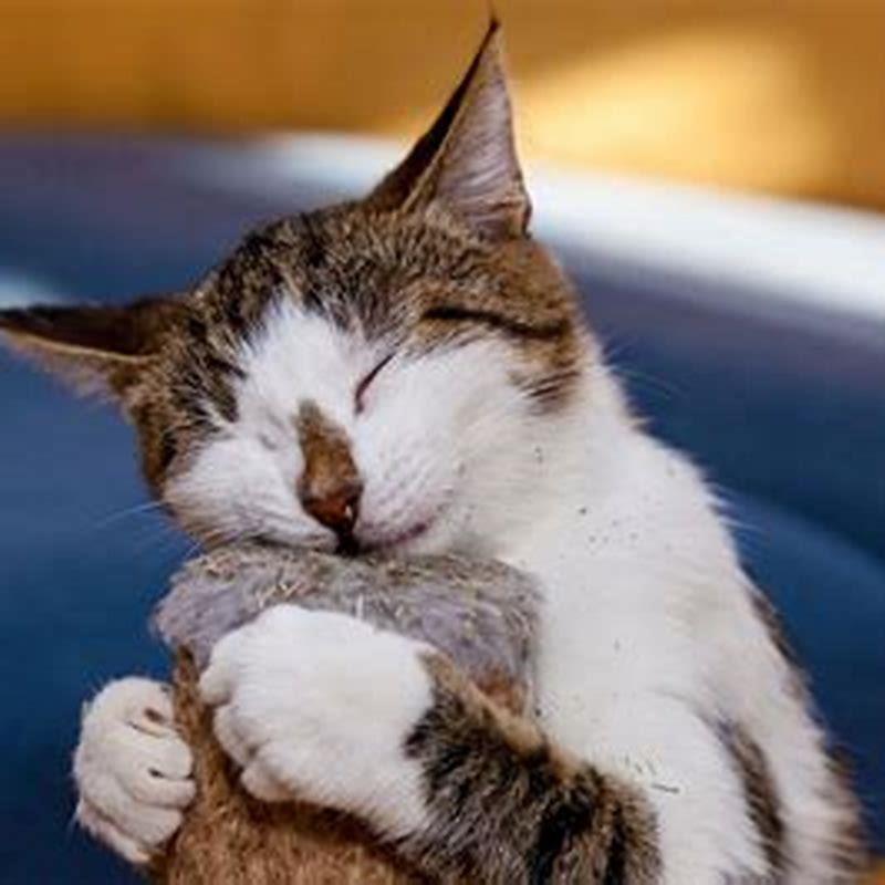 Does catnip actually get cats high?