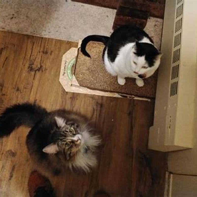 Does my cat miss my other cat?