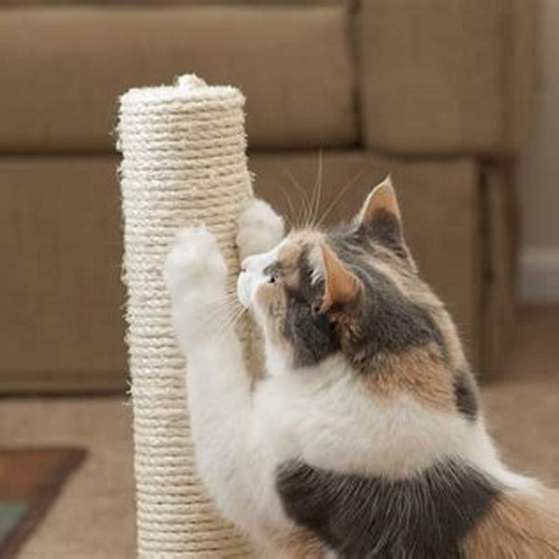 Does Petsmart put nail caps on cats? DIY Seattle