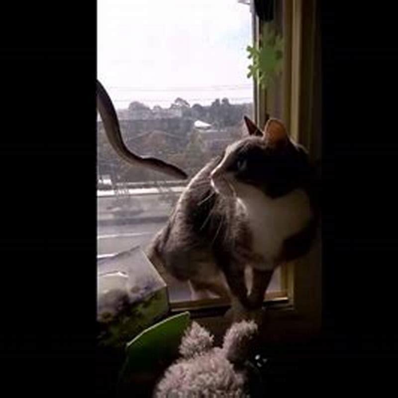 Does snake afraid of cat?