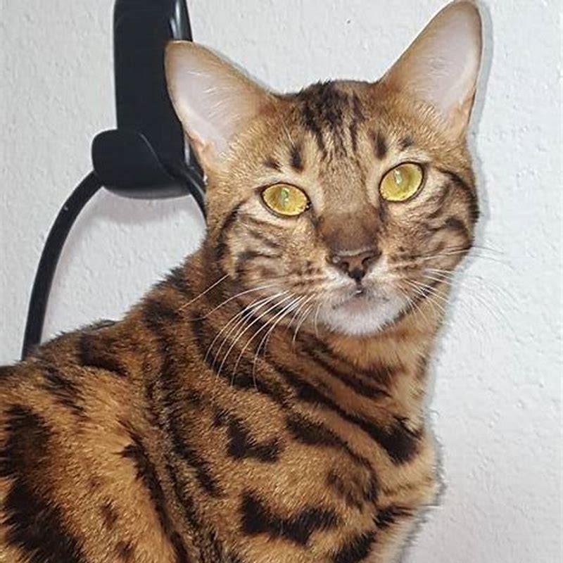How are Bengal cats different from other cats?