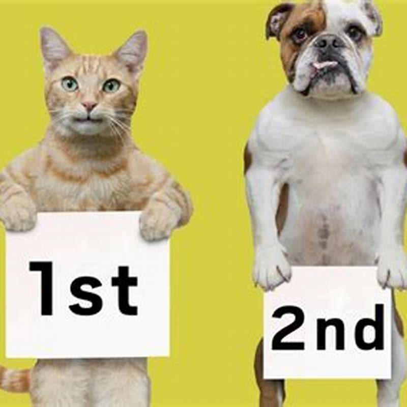 How are dogs are better than cats?
