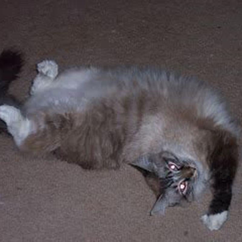 How can a cat get fleas if they dont go outside?