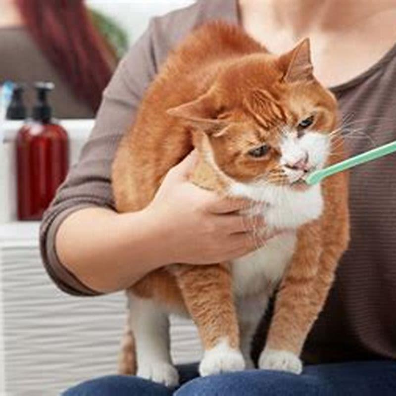 How can I brush my cats teeth at home?