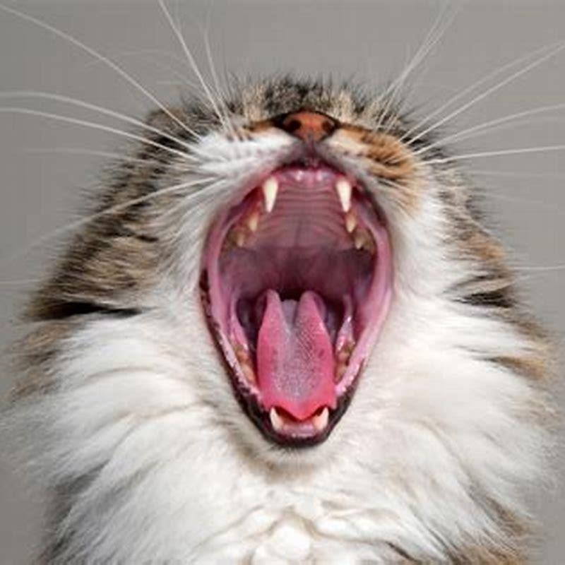 How can I clean my cats teeth at home?