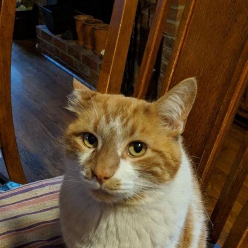 How can I get a pet stray cat?
