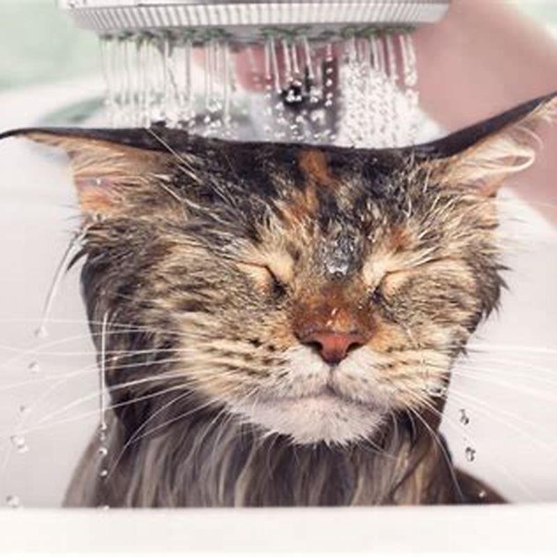 How can I get my cat to stop hating water?