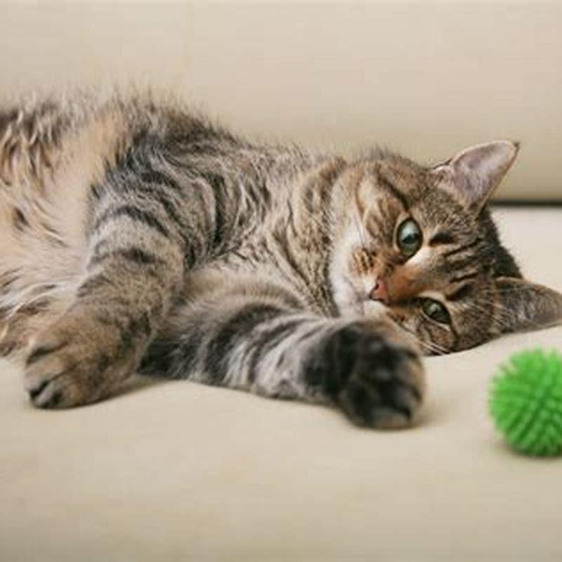 How can I play with my cat?
