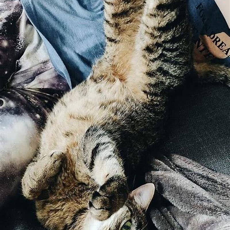 How can I stop my cat being allergic to cats?