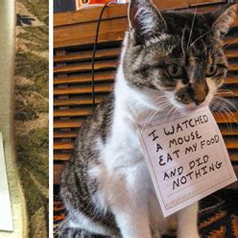 How can I stop my cat being bored?