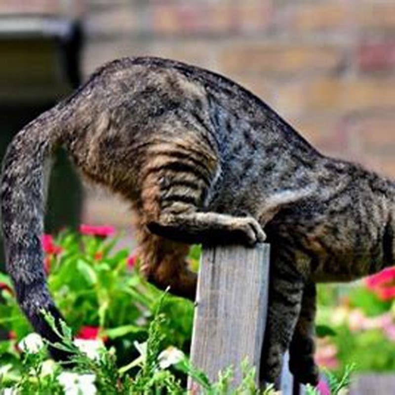 How can I stop my Neighbours cat attacking my cat?