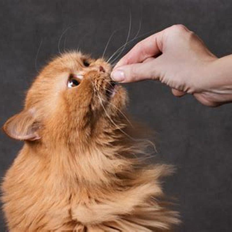 How Do You Treat Cats With Kidney Disease