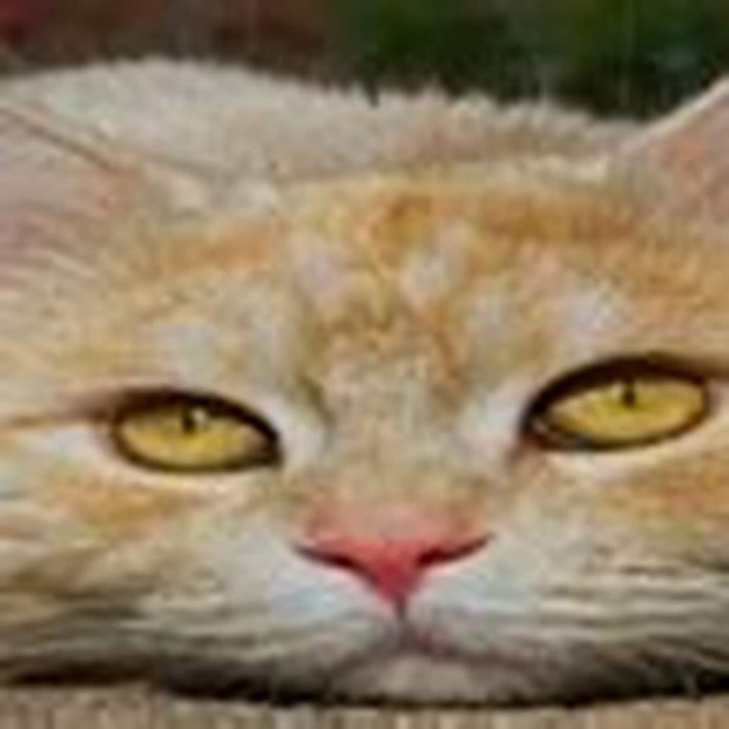 How can I treat my diabetic cat without insulin?