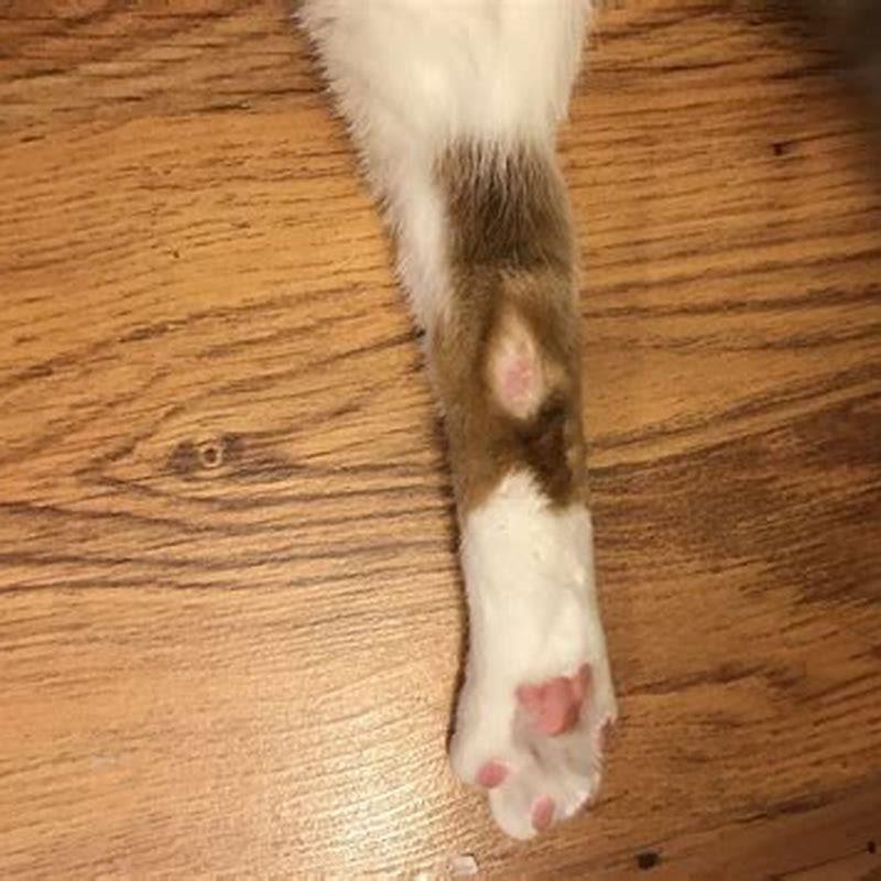 How can u tell if a cat has ringworm?