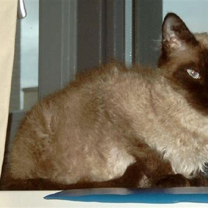 How can you tell if a cat is a LaPerm?