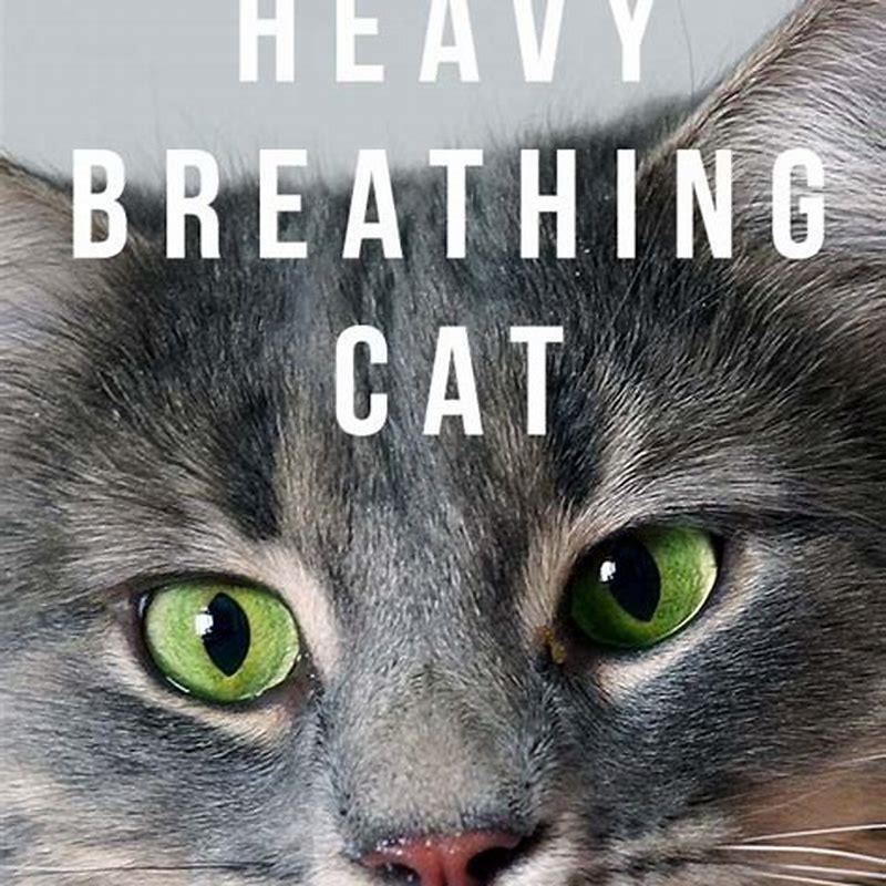 how-can-you-tell-if-a-cat-is-breathing-fast-diy-seattle