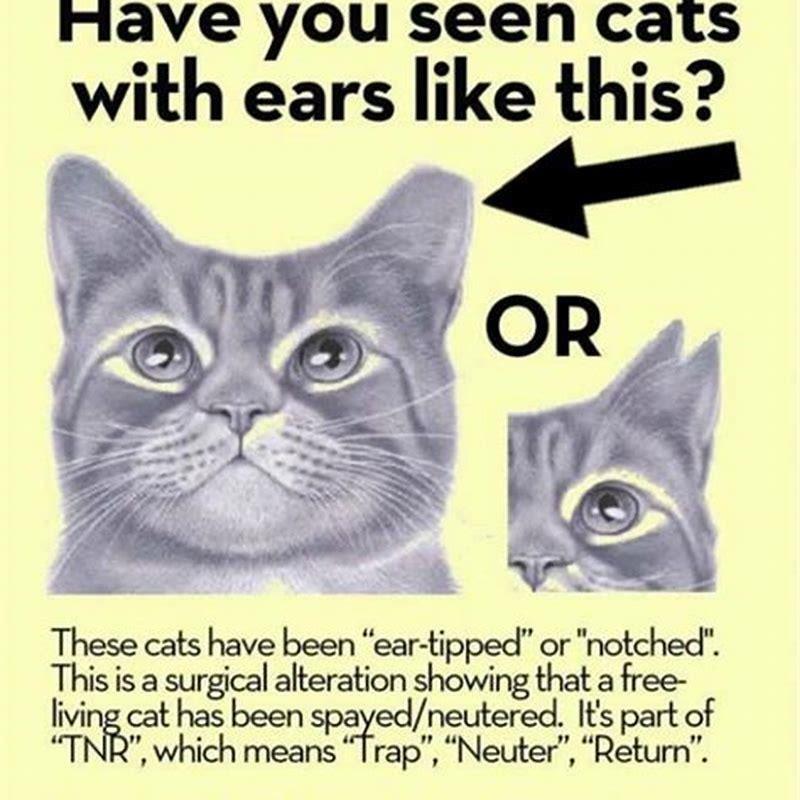 How can you tell if a cat is TNR?