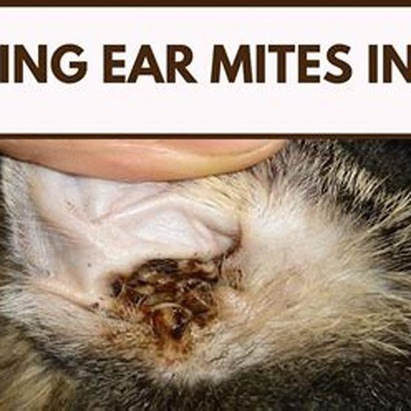 How can you tell if your cat has mites?