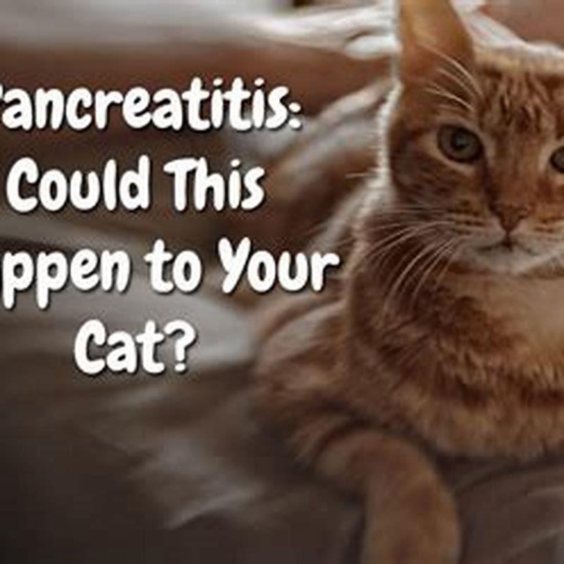 how-common-is-pancreatitis-in-cats-diy-seattle