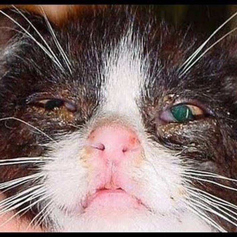 How do cats get upper respiratory infection?