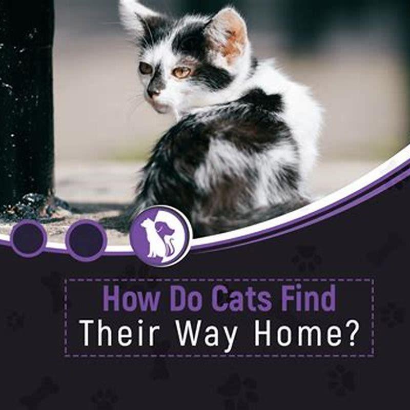 how-do-cats-know-how-do-you-find-their-way-home-diy-seattle