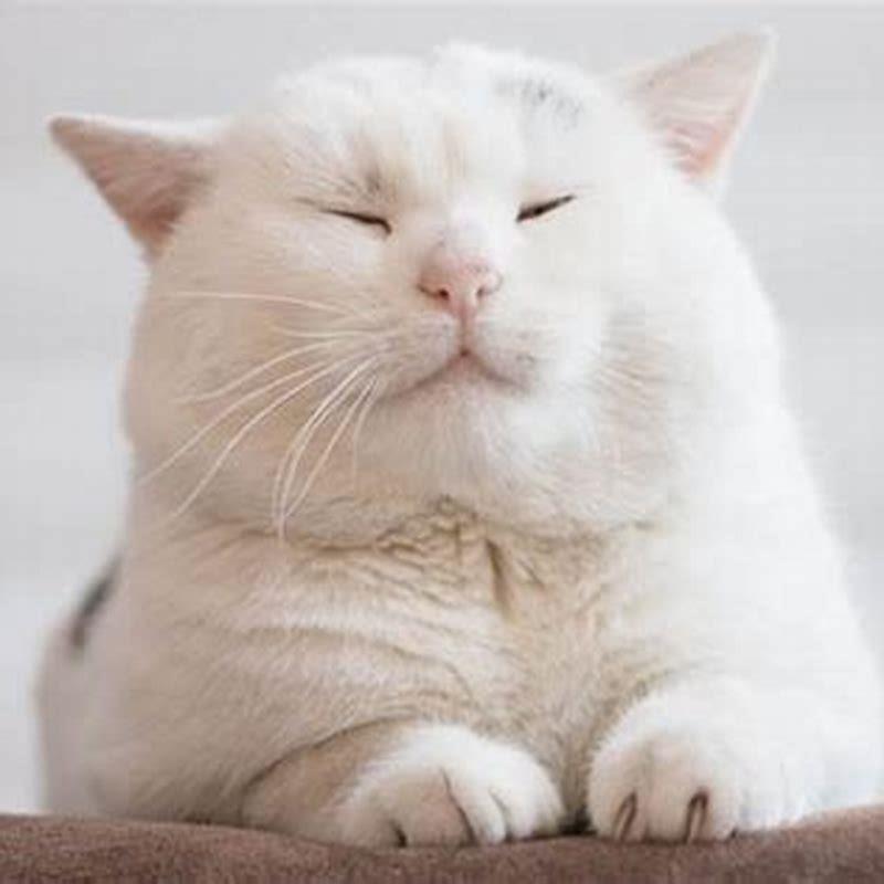 How do cats naturally cool down?